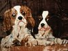 Kuscheldecke mit Spaniel Hunde-Motiv 200x160cm